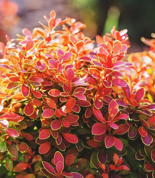 Berberis thunbergii 'Admiration'